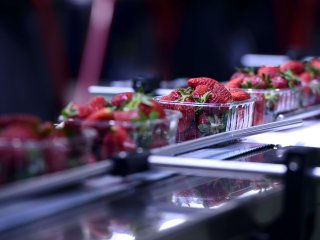 Packaging provides physical protection for strawberries. Photo by RomboStudio/Shutterstock.com