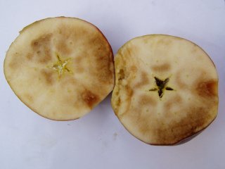 Apple with senescence breakdown. Photo by WFBR