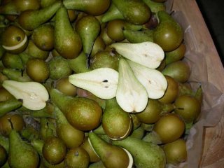 Pears with freezing damage. Photo by WUR