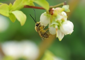 Blueberries are mature at 60-80 days after flowering. Photo from mutsu7211/Shutterstock.com