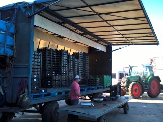 Het inladen van aardbeien op de boerderij. Foto van WUR