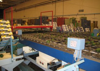 Sorting of avocados on size. Photo by WFBR.