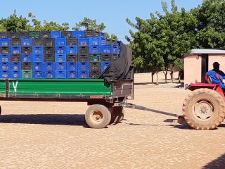 Geoogste meloenen worden van het veld naar het pakstation vervoerd. Foto van WUR