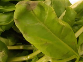 Leaf browning in basil due to storage below 8 °C