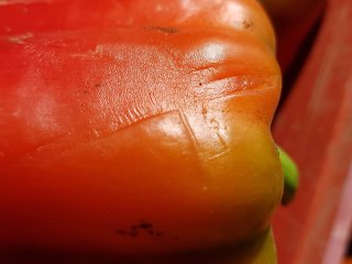 Attention! This bell pepper shows a clear mark of the crate caused by pressure. Photo by WUR