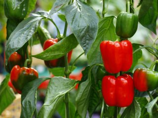 Peppers ready to be harvested. Photo by Vasin Hirunwiwatwong/Shutterstock.com