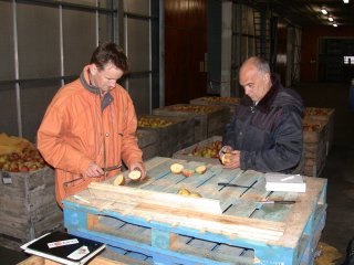 During storage apples are checked on a regular basis for their remaining shelf life. Photo by WFBR.