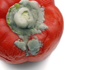 Botrytis bij paprika. Foto van by MakroBretz/Shutterstock.com