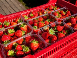 Strawberries in a crate. Photo by cornfield/Shutterstock.com