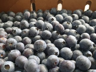 Blueberries with clear bloom. Photo by WUR