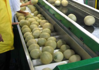 Melons ready to be graded. Photo by WUR. 