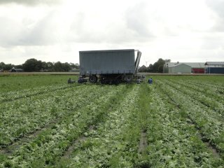 Oogsten van ijsbergsla. Foto van WUR