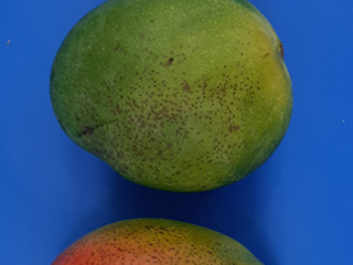 Sunken brown spots, symptoms of cold damage in mangoes. Photo by WUR.