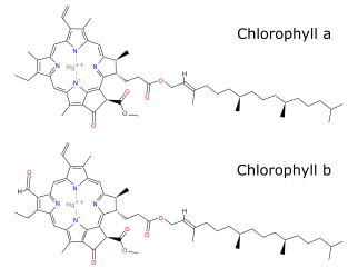 Chlorophyll a and b, with heme ring on top and phytol chain below. Illustration adapted from David Richfield, Public domain, via Wikimedia Commons