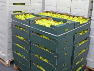 Example of a pallet with boxes peppers showing boxes that are not correctly stacked. It is advised to make pictures upon arrival of these types of problems. Photo by Baloncici/Shutterstock.com