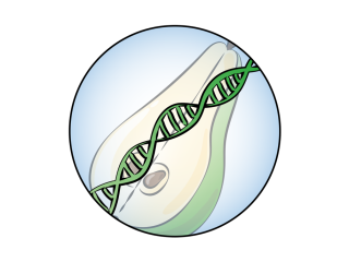 Genomics studies the DNA of a fresh product. Illustration made by Daria Chrobok/DC SciArt for WUR