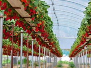 Proper strawberry management is important to prevent diseases. Photo by Antigoni Goni/Shutterstock.com