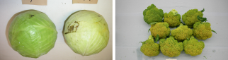 Some examples of ethylene action. Leaf yellowing (cabbage), and accelerated senescence (broccoli). Photos by WFBR