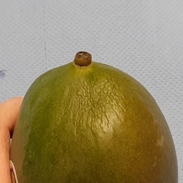 Mango met verrimpelde schil. Foto van WUR.