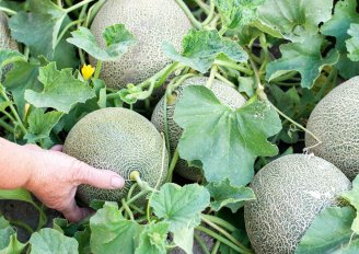 Harvest of melons. Photo by tchara/Shutterstock.com