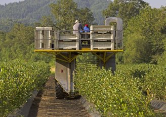 Mechanische oogst van blauwe bessen. Foto van TFoxFoto/Shutterstock.com