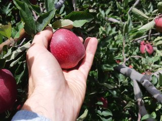 Pluk niet te veel appels tegelijk. Foto van WUR