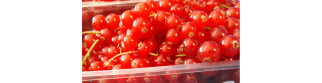 A product that can withstand high CO2, even up to 25%, is red currant. Photo by WFBR
