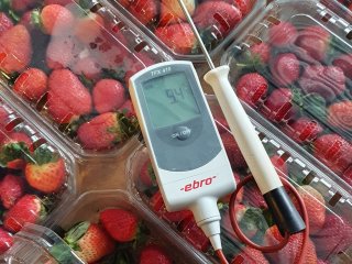 Door aardbeien snel te koelen wordt schimmelinfectie voorkomen. Foto van WUR