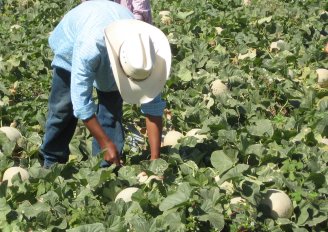 For harvest of melons good, clean materials are needed. Photo by WUR