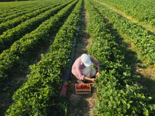 Harvesting strawberries in the field. Photo by DedovStock/Shutterstock.com