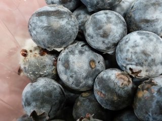 Aangetaste blauwe bessen verliezen gemakkelijk vocht. Foto van WUR.