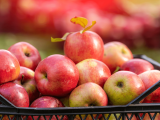 Overvolle krat met appels. Foto van Terelyuk/Shutterstock.com