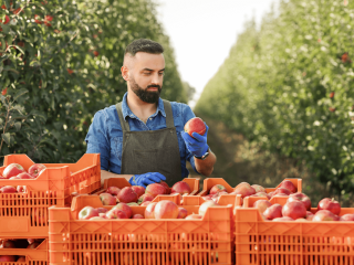 Visual assessment of apple. Photo by Prostock-studio/Shutterstock.com