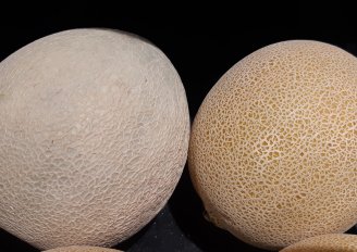 Cantaloupe and Galia melon. Photo by WUR.