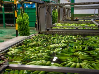 Bananenfabriek op La Palma.
