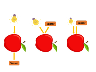 Three measurement modes: transmission (left), reflectance (middle), interactance (right). Illustration by WFBR