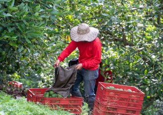 Careful placing avocados in bins. Photo by Jorge 1984 Valencia/Shutterstock.com