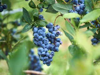 Blauwe bessen worden geoogst als ze vrijwel volledig rijp zijn. Foto van Likee68/Shutterstock.com