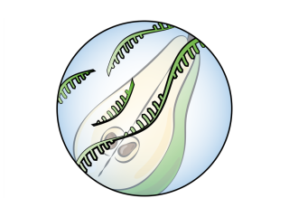 Transcriptomics describes which genes are transcribed in the cells of a fresh product. Illustration made by Daria Chrobok/DC SciArt for WUR