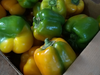 The price between different classes of peppers differs substantially. Photo by WUR