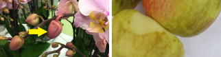 Orchid bud blast (Phalaenopsis) and superficial scald (apple) are related to ethylene action. Photos by WFBR