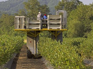 Mechanische oogst van blauwe bessen is een belangrijke oorzaak van kneuzingen. Foto van TFoxFoto/Shutterstock.com