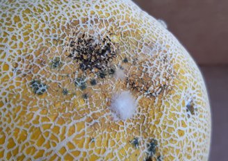 Mould on a melon. Photo by WUR.