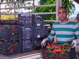 Paprika's worden na de oogst geladen in een vrachtwagen. Foto van BearFotos/Shutterstock.com