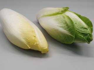 Witlof kleurt groener wanneer blootgesteld aan licht. Foto door WUR.