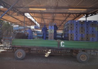 Unloading of melons at the packhouse. Photo by WUR.