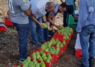 De-sapping of mangos to prevent latex dripping on the skin. Photo by WFBR. 