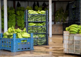 Bananas in crates