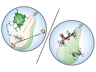 Metabolomics studies which metabolites are present at a given time. Volatilomics is similar but focuses solely on volatiles. Illustration made by Daria Chrobok/DC SciArt for WUR