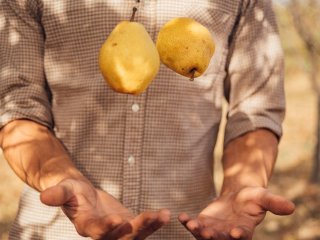 Do not throw with pears, they are vulnerable. Photo by Pawle/Shutterstock.com